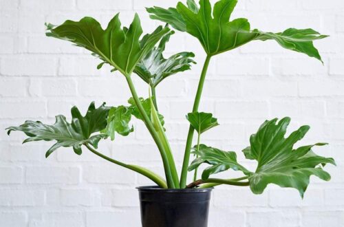 Popularitas Philodendron Dalam Tren Tanaman Hias Modern