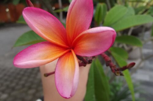 Khasiat Bunga Kamboja Untuk Kecantikan Dan Relaksasi