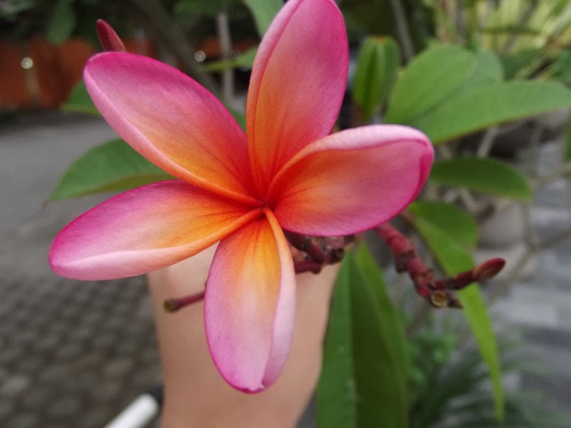 Khasiat Bunga Kamboja Untuk Kecantikan Dan Relaksasi