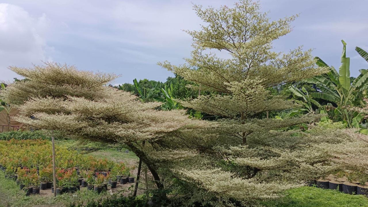 Tanaman Hias Daun Variegata: Daya Tarik dan Keunikannya