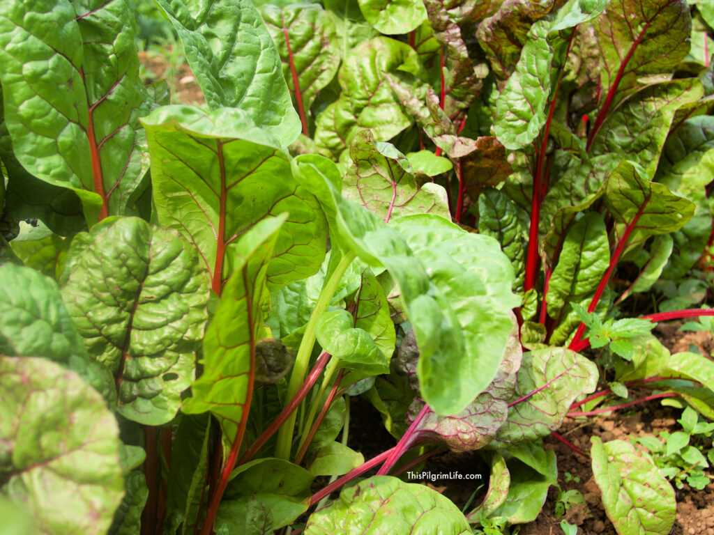 Olahan Daun Katuk: Rahasia Produksi ASI yang Banyak Belum Tahu