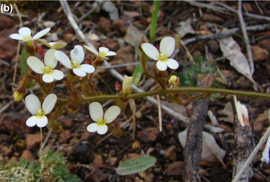 Tanaman Hias Paling Banyak Dicari Saat Pandemi Dan Pasca Pandemi