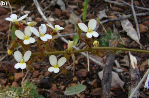 Tanaman Hias Paling Banyak Dicari Saat Pandemi Dan Pasca Pandemi
