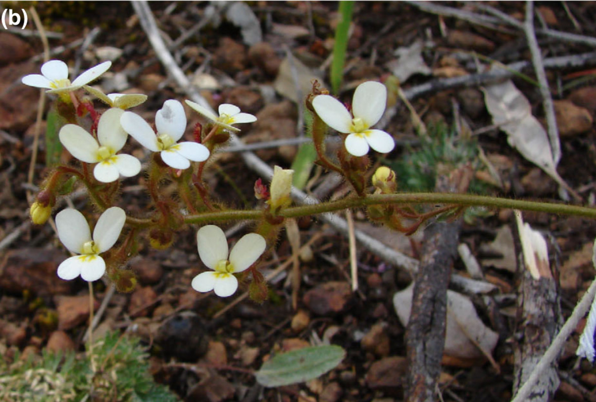 Tanaman Hias Paling Banyak Dicari Saat Pandemi dan Pasca Pandemi