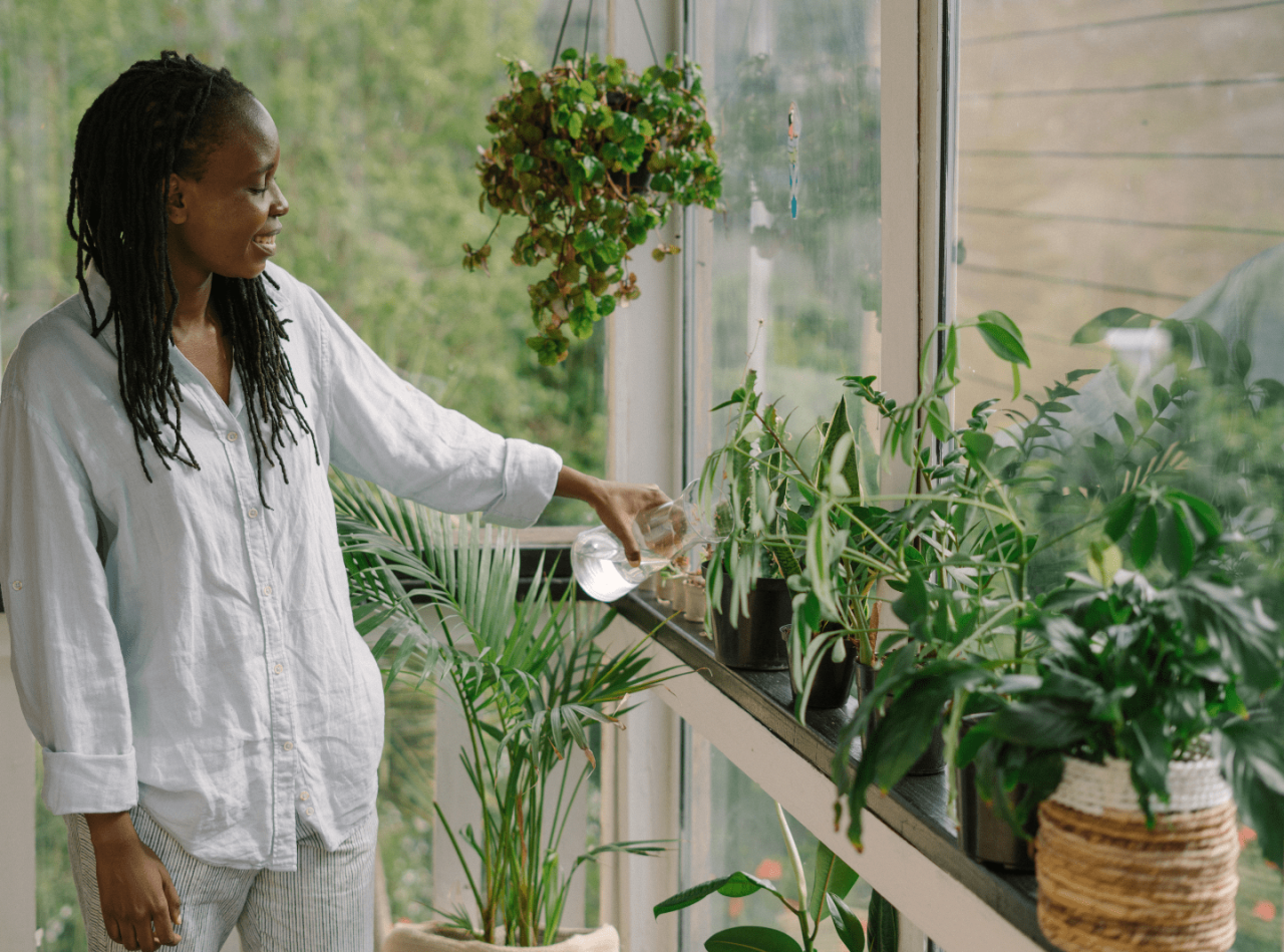 Tips Memilih Tanaman Hias yang Cocok untuk Ruangan Indoor