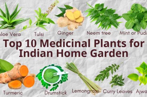 Tanaman Obat Yang Mudah Ditanam Di Pekarangan Rumah