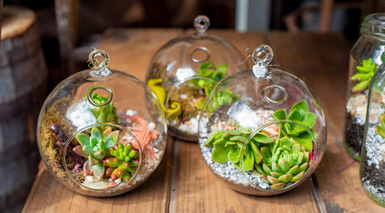 Jenis Tanaman Hias Miniatur yang Cocok untuk Terrarium