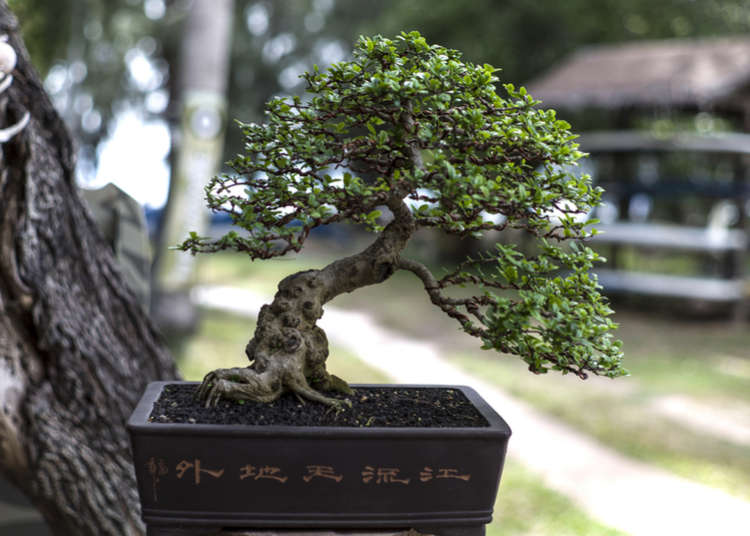 Culture of Japanese Bonsai: The Beauty and Mystique of Miniature Trees ... Tren Bonsai Modern: Seni Miniatur Pohon yang Tak Lekang Waktu