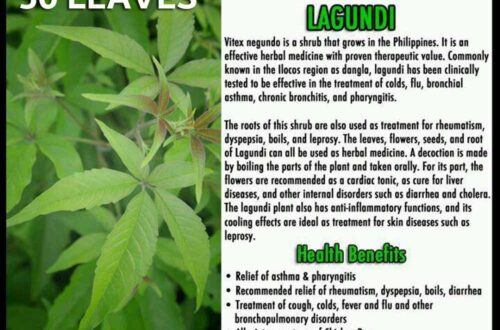 Manfaat Dan Cara Mengolah Daun Kencur Untuk Obat Batuk Alami