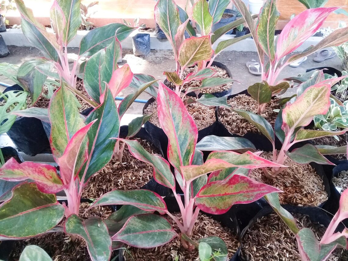 Jenis Tanaman Hias Aglonema Yang Sedang Hits