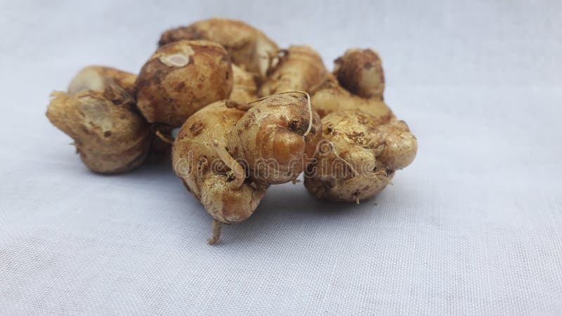 Kencur Bahan Utama Jamu Tradisional Indonesia