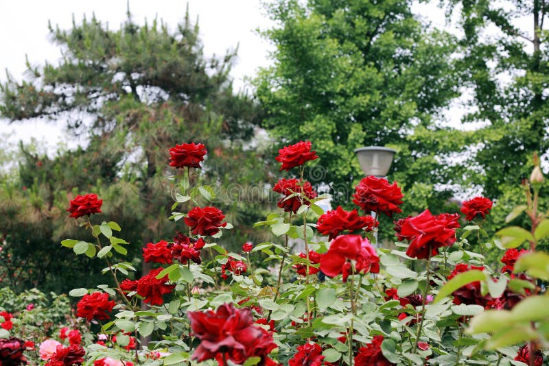 Tanaman Hias Aromatik Indah Dan Menyegarkan Ruangan