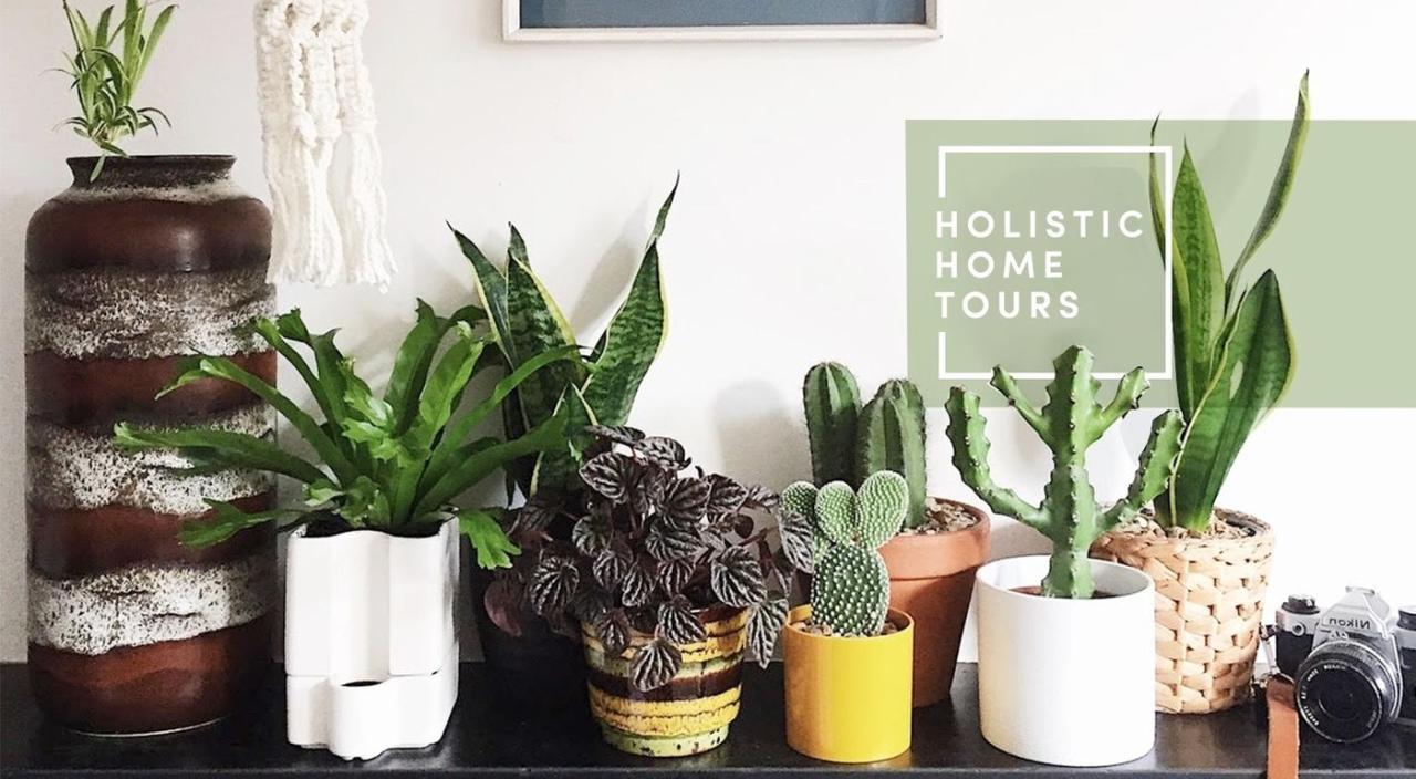 Jenis Tanaman Hias Daun Paling Favorit untuk Rumah Minimalis