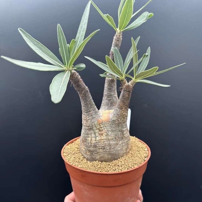 Koleksi Tanaman Hias Langka dengan Harga Fantastis