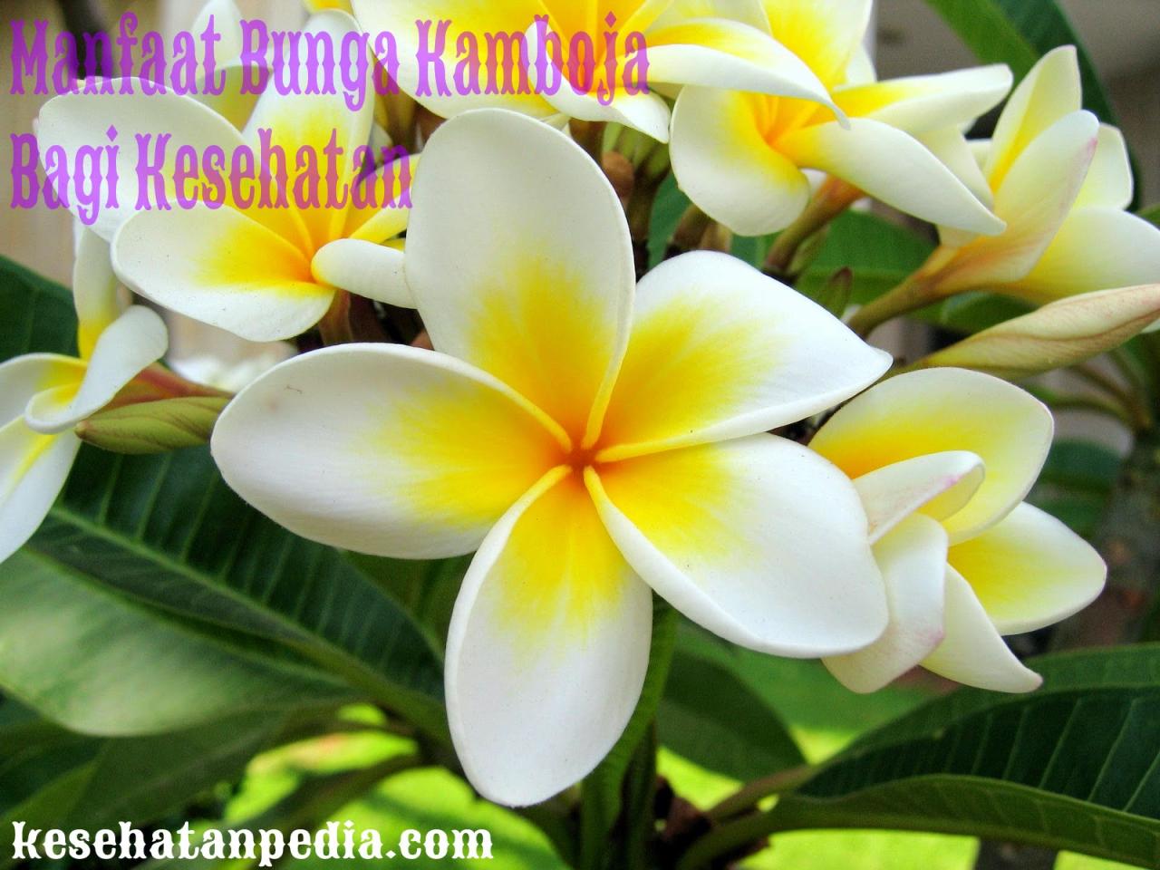 Khasiat Bunga Kamboja untuk Kecantikan dan Relaksasi