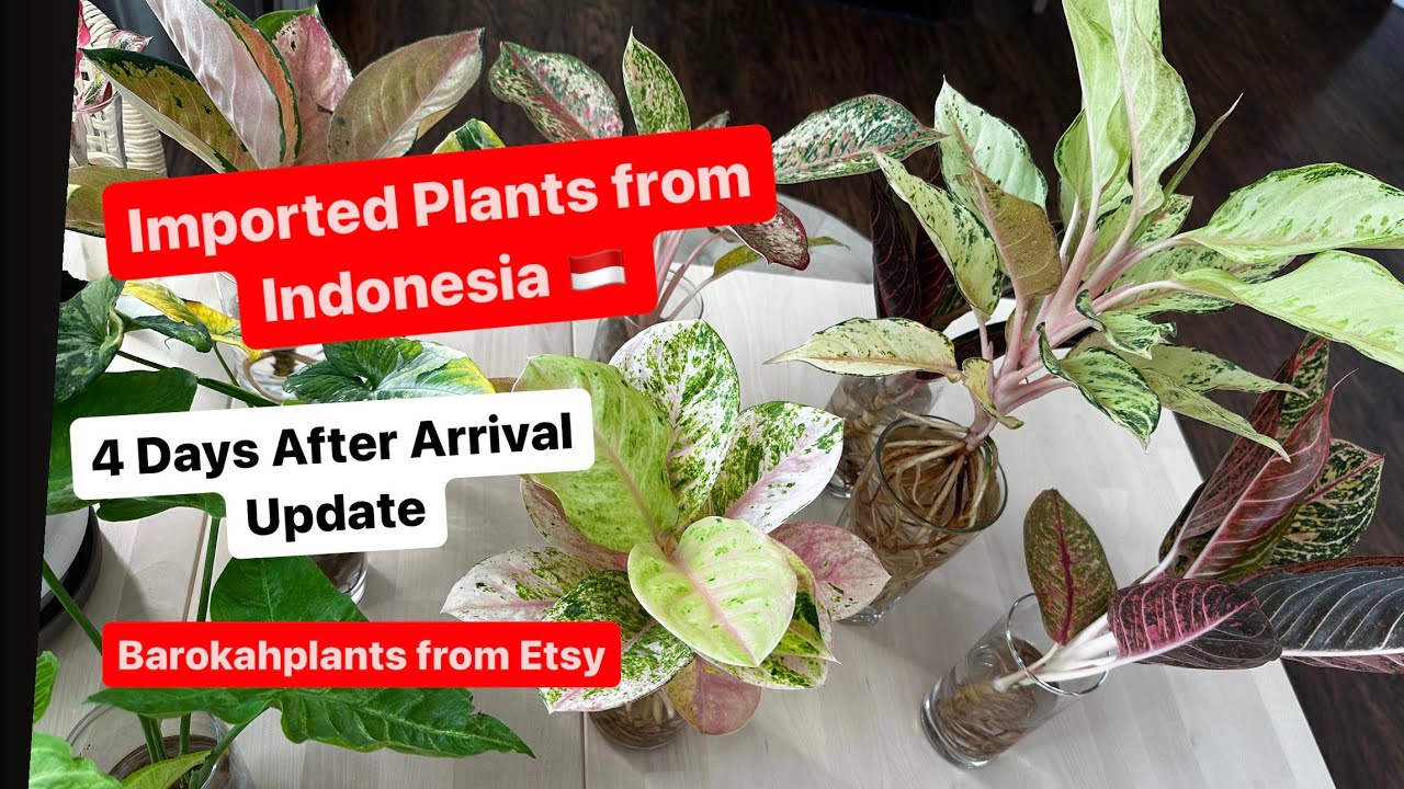 Tren Tanaman Hias Import yang Diminati Kolektor Indonesia