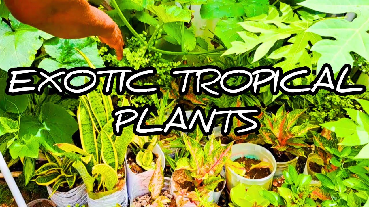 Tanaman Hias Daun Tropis yang Eksotis dan Digemari Dunia