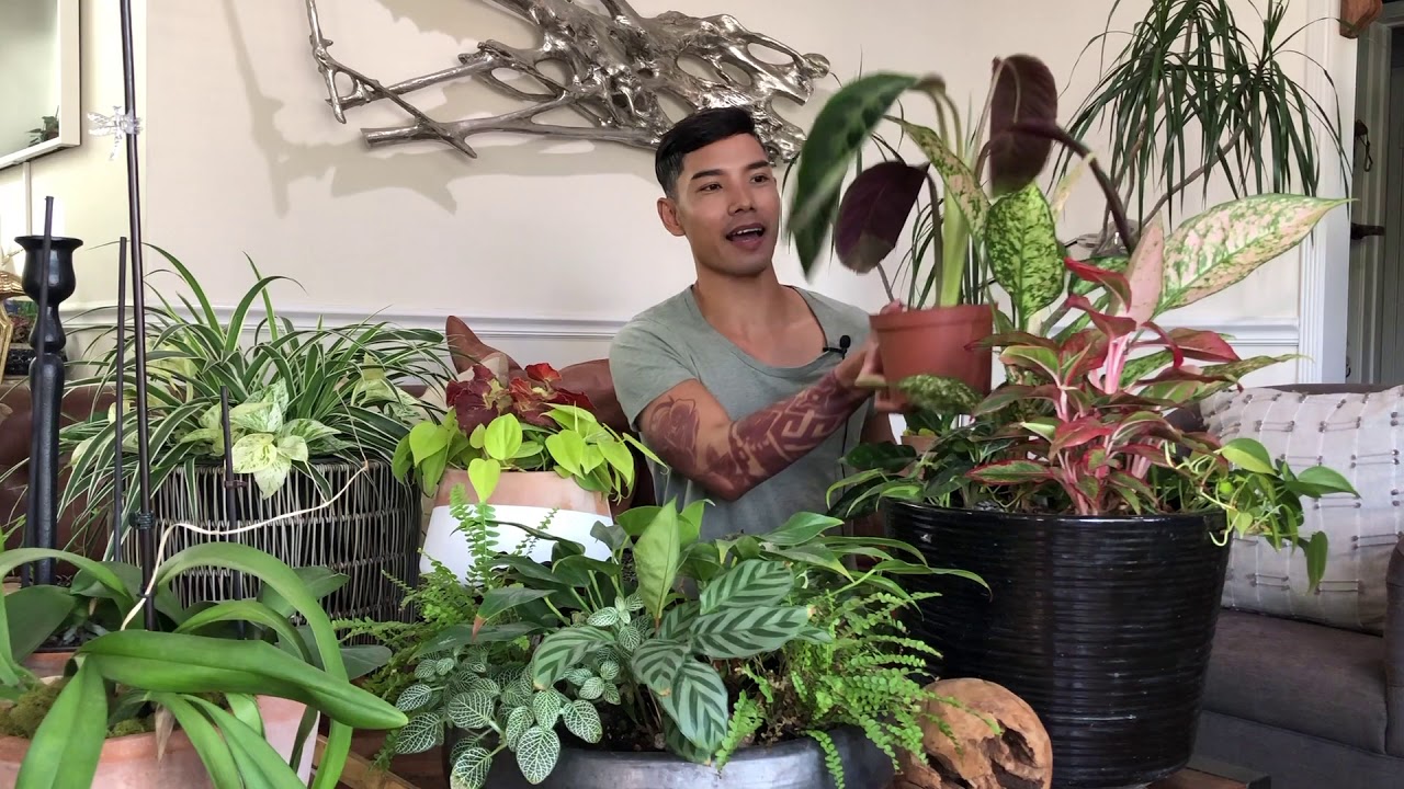 Cara Menata Tanaman Hias agar Rumah Terlihat Instagramable