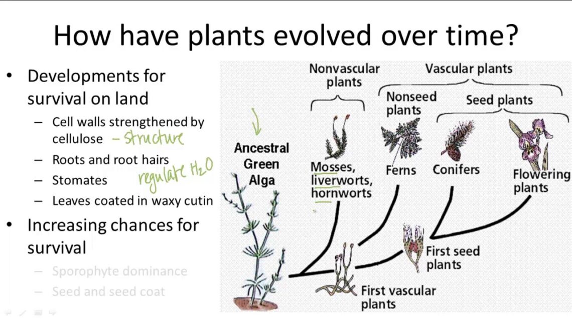 Evolusi Tren Tanaman Hias Dari Masa Ke Masa