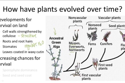 Evolusi Tren Tanaman Hias Dari Masa Ke Masa