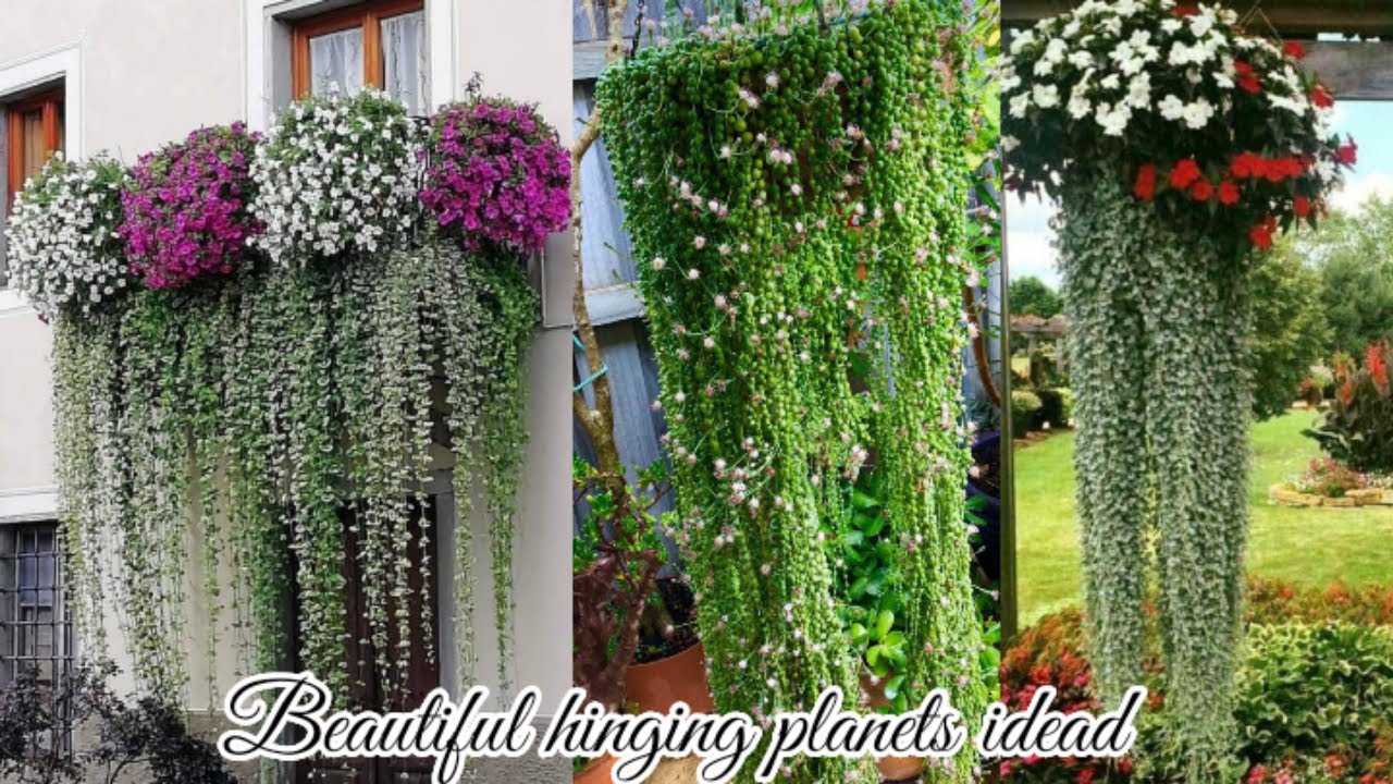 Jenis Tanaman Hias Gantung yang Mudah Dirawat