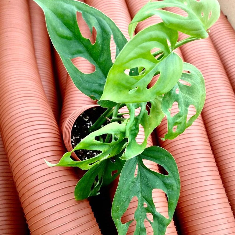 Monstera dan Popularitasnya di Kalangan Millennial