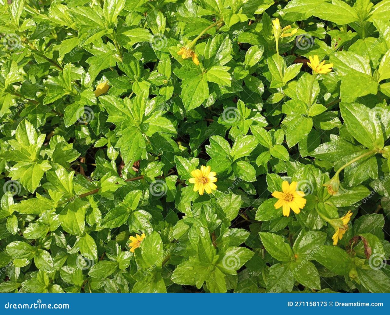 Tren Tanaman Hias Import yang Diminati Kolektor Indonesia