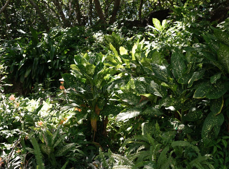 Tanaman Hias Daun Tropis Yang Eksotis Dan Digemari Dunia