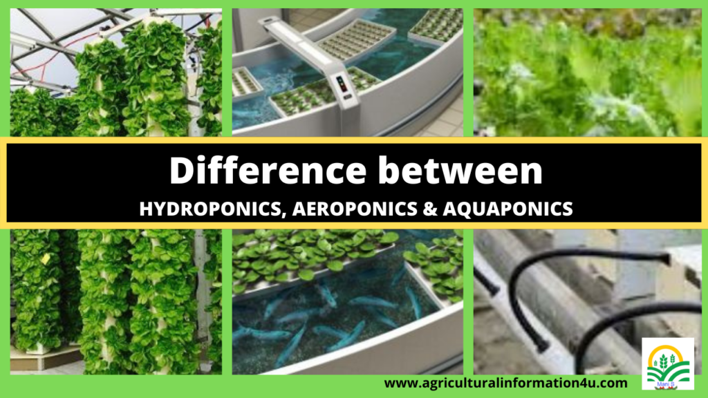 Aeroponik Vs Hidroponik Mana Yang Lebih Menguntungkan