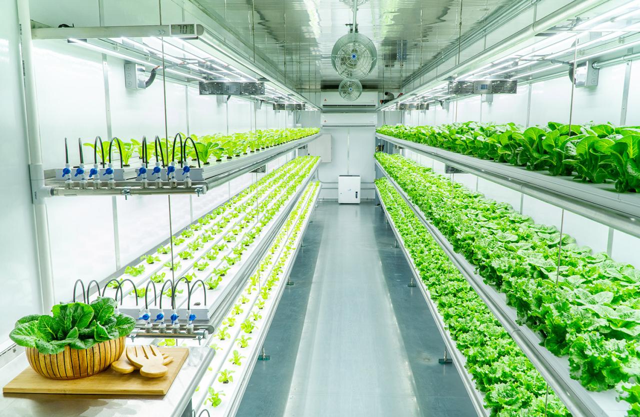 Vertical Farming: Solusi Bertani di Tengah Kota