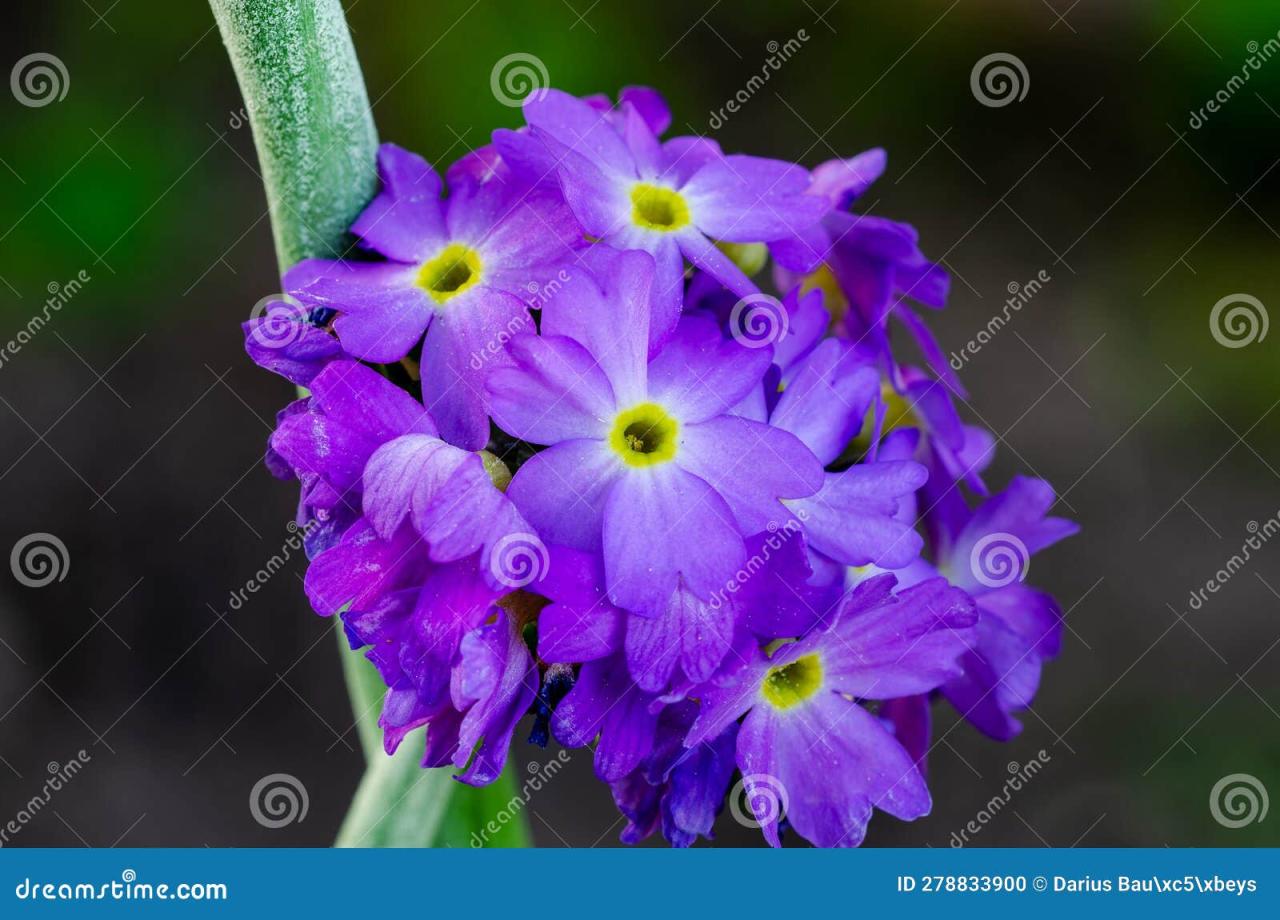 Daun Kelor: Superfood Nusantara dengan Segudang Manfaat