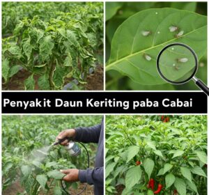 Penyakit Daun Keriting pada Cabai: Penyebab dan Cara Mengatasinya