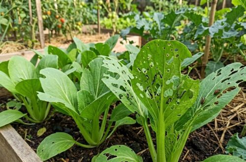 Daun Berlubang pada Sayuran? Ini Penyebab dan Cara Mengatasinya