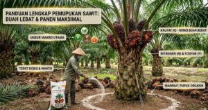 Jenis Pupuk yang Paling Bagus untuk Sawit: Panduan Lengkap Agar Buah Lebat dan Panen Maksimal