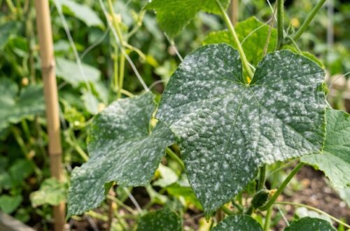 Ini Ciri-Ciri Penyakit Embun Tepung pada Tanaman: Kenali Lebih Awal Sebelum Kebun Ikut “Berbedak”