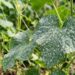 Ini Ciri-Ciri Penyakit Embun Tepung pada Tanaman: Kenali Lebih Awal Sebelum Kebun Ikut “Berbedak”